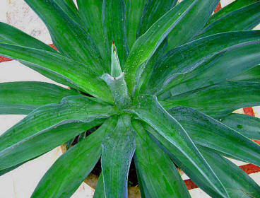 Sisal (Agave sisalana) is a succulent plant native to Yucatan