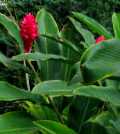 Magenta Ginger Flower - Alpinia purpurata - is one of the many flowers humming birds enjoy to visit 