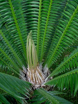 Enjoy Hacienda Chichen's Dioon Cycad Palm Collection, exotic cycads, Cycadaceae family, and other exotic plants can be enjoy at our gardens. Photo by Belisa B. Gordon