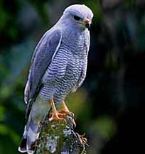  Gray hawks breed at Hacienda Chichen's lush tropical gardens where guests enjoy observing this magnificent raptor