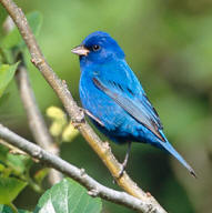Indigo Bunting male resting can be observed at Hacienda Chichen's Bird Refuge and Mayan Jungle Reserve
