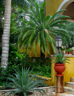 Naturalist Jim Conrad's photograph of the Dioon Cycad Palm tree at Hacienda Chichen's Main Mansion Entrance