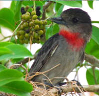 Rose Throated Becard: birds observed at Hacienda Chichen's Bird Refuge, Chichen Itza, Yucatan, Mexico