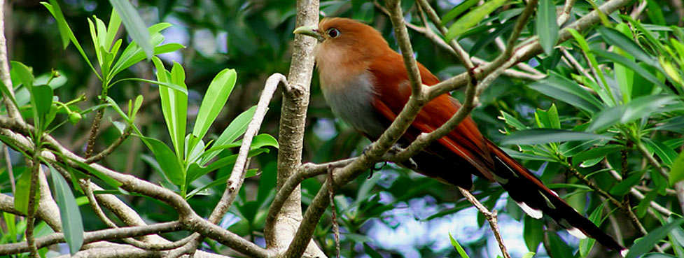 Yucatan's Bird-Watching and Nature Lovers' Dream Eco-Experience at Hacienda Chichen Resort, Chichen Itza, Yucatan, Mexico