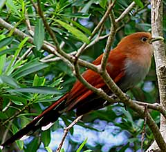 Yucatan Birds: Check here all the wonderful birds you will find in Hacienda Chichen