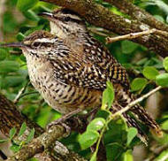 Yucatan Wren Couple in their breeding grounds. See other fauna residents at the Hacienda Chichen Nature Reserve