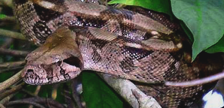 Yucatan snakes: Boa Constrictor Imperator found in Chichen Itza