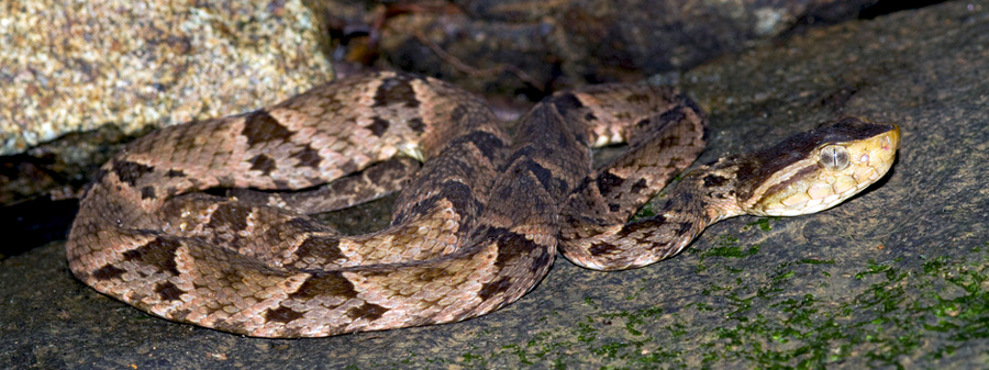 Nauyaca Real, Bothrops asper resting, venomous pitviper, Yucatan