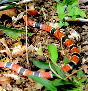Chichen Itza: snakes found at the Maya Jungle Reserve of Hacienda Chichen in Yucatan.
