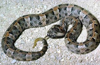 Yucatan endemic venomous snake: The Uol-poch or Yucatan Hognose pitviper found in the Maya Jungle Reserved at Hacienda Chichen Resort, Chichen Itza, Yucatan, Mexico 