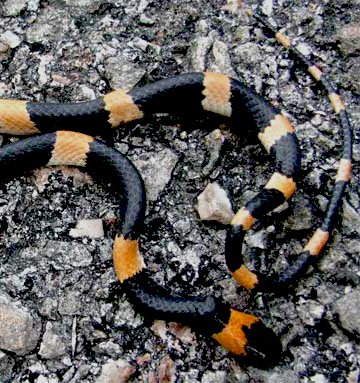 Yucatan snakes: coral snakes, snail eater dipsas brevifacies, Chichen Itza.