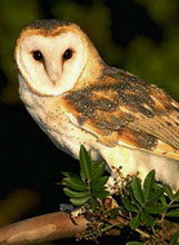 Tyto alba: Barn owl (English) -  lechuza común (Spanish) - Xoch' (Maya) observed at night at Hacienda Chichen Bird Refuge, Yucatan birding