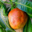 Annona like other tropical fresh organic fruits are ideal for a summer smoothie