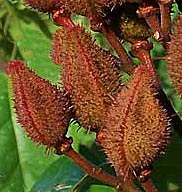 Achiote is used in most traditional Maya cooking