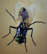 Common fly information at Wikipedia