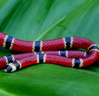  to spot a Maya Coral Snake remember: red next to yellow kill a fellow! 