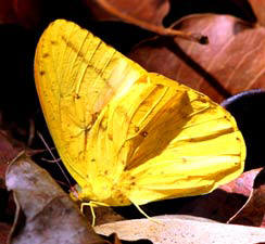 Large Orange Sulphur butterflies are found in Yucatan's rural roads and Maya forest