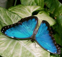 Morpho butterflies are a joy to watch at Hacienda Chichen gardens in Chichen Itza, Yucatan, Mexico
