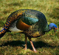 Families of this beautiful wild turkey are protected by the Hacienda Chichen's Maya Jungle Reserve.