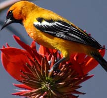 Endemic to Yucatan, the Orange Oriole is a regular resident at our Bird Refuge, Chichen Itza, Yucatan, Mexico
