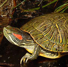 Red-eared slider - check Wikipedia.org for more info here.