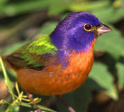 Painted bunting (male)