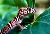 Yucatan Banded Gecko is endemic to the peninsula of Yucatan and a rare gecko to encounter