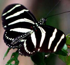Zebra Heliconia are found at the Hacienda Chichen Gardens and Maya Jungle Reserve in Yucatan