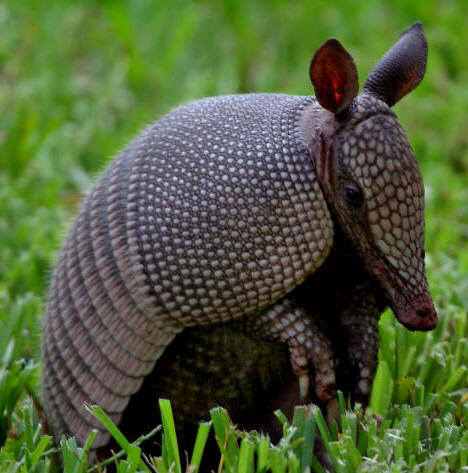 Nine banded armadillos are common in Yucatan's wilderness and the Maya people call them "Uech"