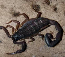 Common Alacran or Scorpion in Yucatan is the Centruroides gracilis. 
