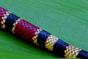 Coral snakes tail has only yellow and black rings at the tip end.