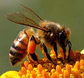 Yucatan's Noetropical Honey Bee produces sweet amber pure honey in the wild.