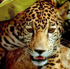 The beauty and power of the Jaguar will always bring awe to our hearts and those of the Maya in Yucatan.