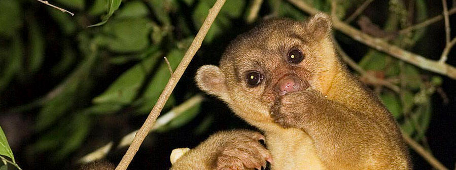 Kinkajou is called Ak'ab ma'x in Maya and we are committed to protect it! In  Mexico is listed as in need of "special protection" 