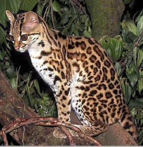 Margay (leopardus wiedii) is called "Chulul" in Maya