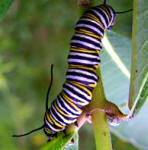 Monarch cartepiller - learn more about these amazingly beautifulsl creatures - Butterfly Life Cycle, etc.