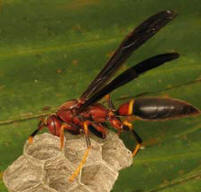 Wasp building its nest a dwelling called " X' husch " by the Maya