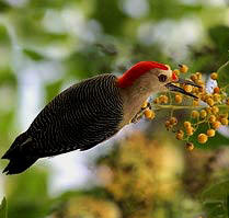 Yucatan wookpecker is an endemic bird species to the Peninsula of Yucatan, Mexico