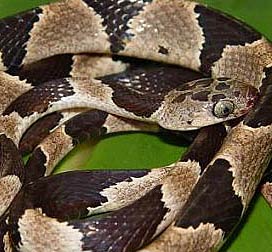 Yucatan Blunt-headed tree snake, Imantodes tenuissimus, is endemic to the Yucatan Peninsula, Mexico