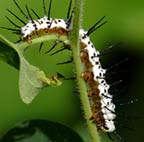 This is the caterpillar for Zebra Heliconia butterflies