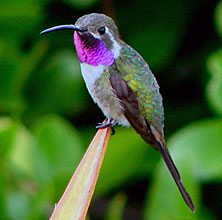 Yucatan birding at Hacienda Chichen's Bird Refuge observe many Doricha eliza hummingbirds