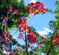 The Amapola's new leafs  start deep red wine color and as they mature become deep green. You can see this lovely tree at Yaxkin Spa gardens, Chichen Itza, Yucatan