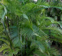Arecas grace the entrance to the Lush Tropical Gardens at Hacienda Chichen, Chichen Itza, Yucatan
