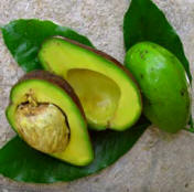 Avocados grow wild in Yucatan and other parts of Mexico