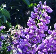  Baalche' (Maya), Lonchocarpus longistylus, Pitter,  Fabaceae family. Flower is used in Yaxkin Spa natural oils