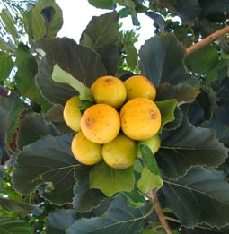 Ciricote, CORDIA DODECANDRA - fruits eaten by Mayan people in jams, preserves, compotes, and as sugar crystalized fruit.
