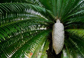 Dioon Cycad Palms have a huge sporophylls cone, such palms are exotic rare beauties. Enjoy this magnificent Dioon Cycad Palm tree while visiting Hacienda Chichen Resort - check their website here.