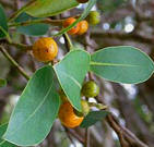 Ficus Berry