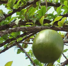 Calabash fruits are called Jicaras by the Maya who make beautiful crafts and bowls with it. Maya scholar Jean Charlot used to enjoy drinking fresh water for a jicara bowl.