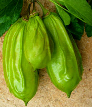 Candle Fruit Tree are commonly called Pepino Kat by Mayan Healers who use the fruit for many natural medicine remedies.